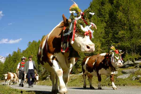 Almabtrieb in Südtirol