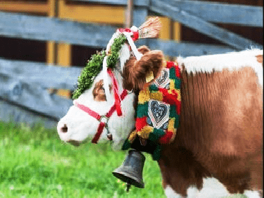 almabtrieb-rein-in-taufers-ahrntal-schmuck