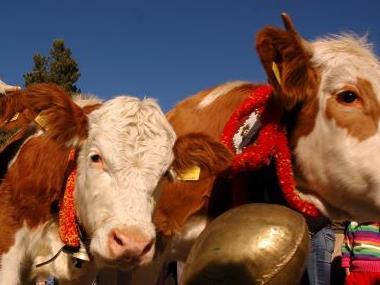 Almabtrieb Südtirol