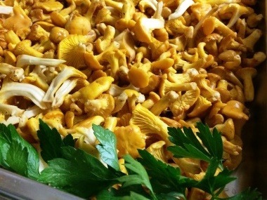 pfifferlinge-wandern-ahrntal-pilze-suchen-rein-in-taufers