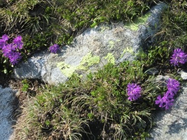 rein-in-taufers-wandern-blumen-violett-tauferer-ahrntal