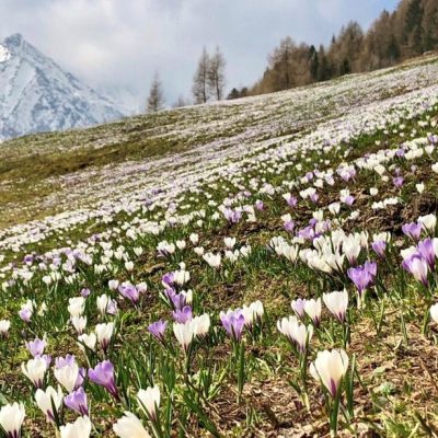 Bergfruehling - Rein in Taufers - Krokusse