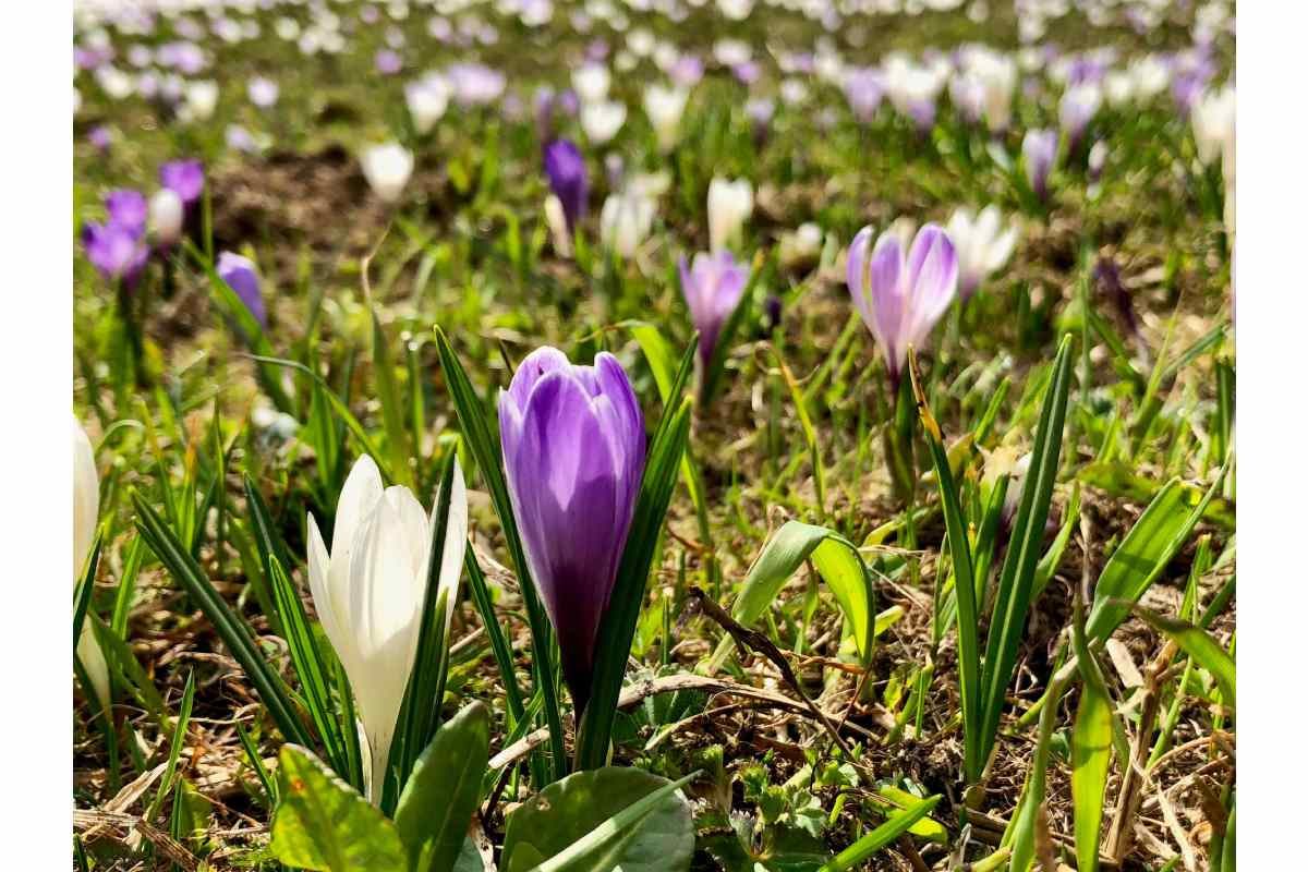 Primavera Special 4 = 3