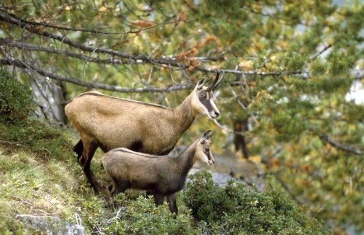 Wildtiere Gämsen beobachten