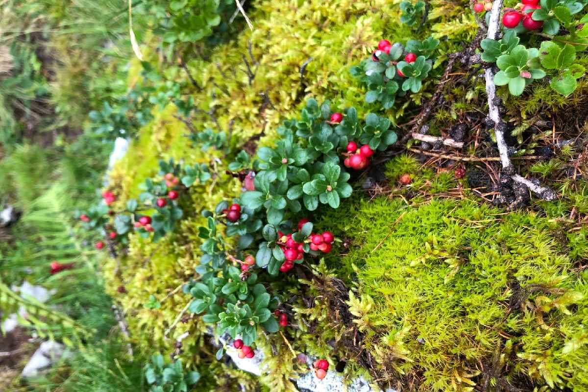 Preiselbeere Ahrntal Rein in Taufers Wandern
