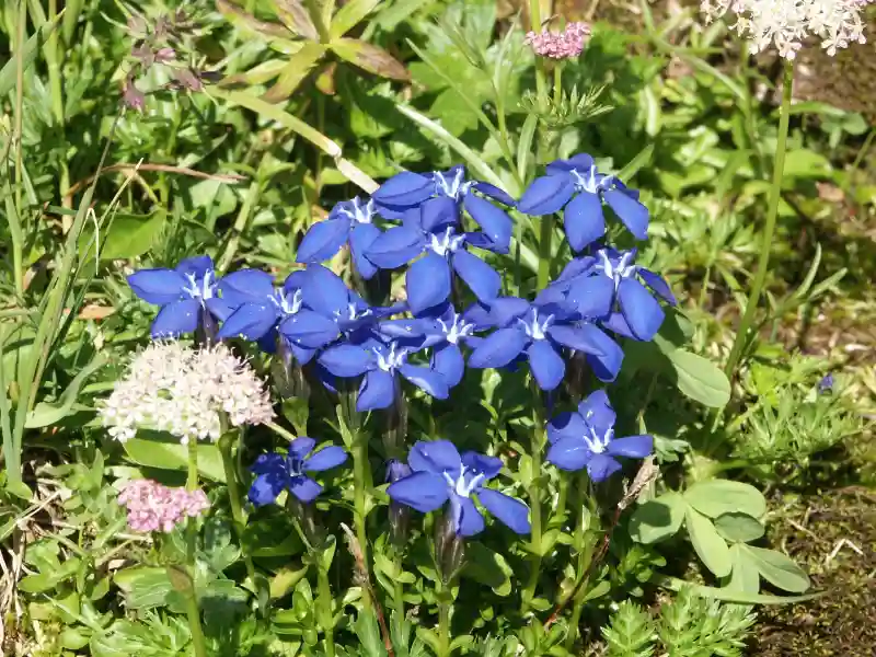 BIld: Schusternagerl